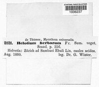 Calycina herbarum image